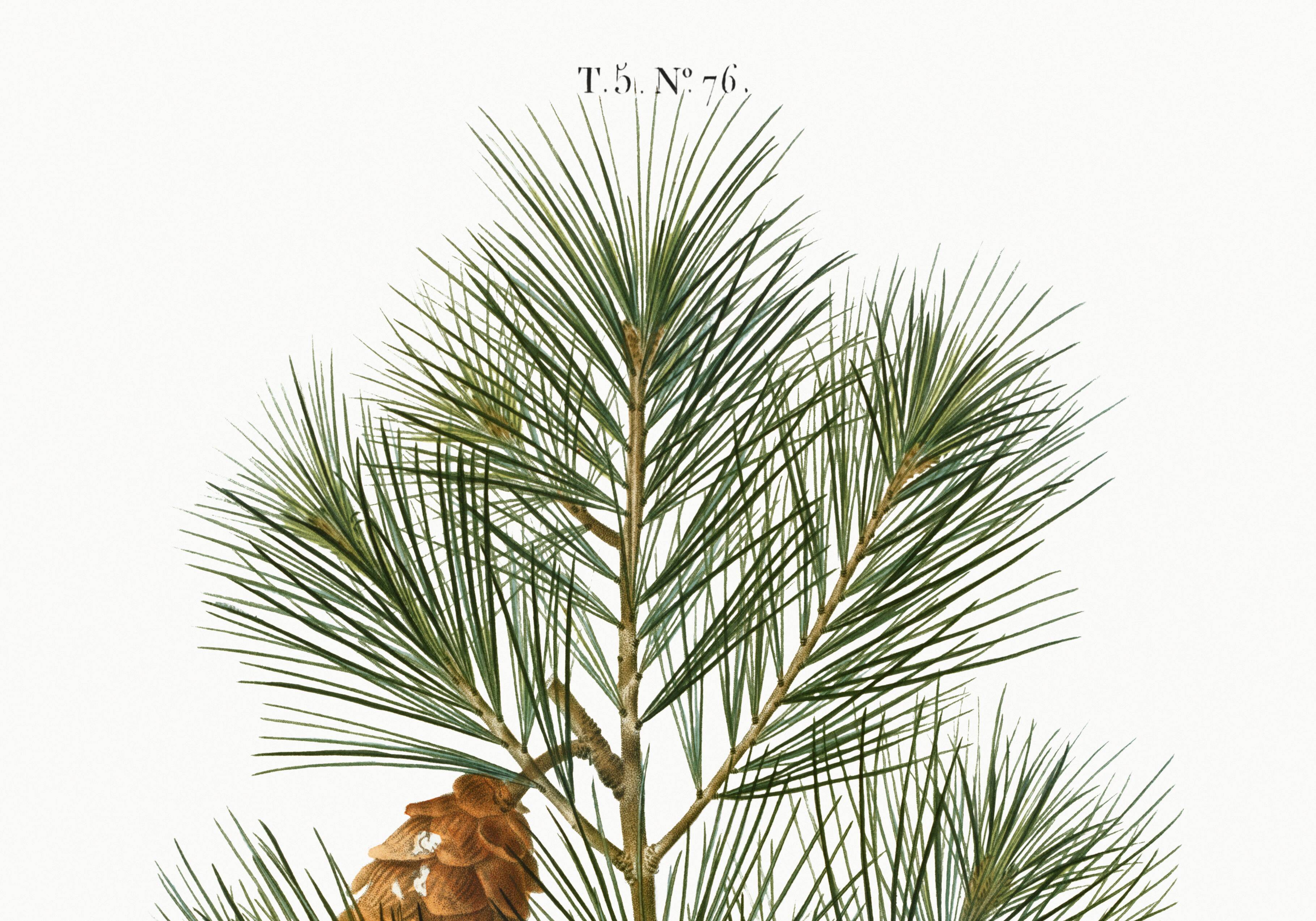 Botanical poster about the pine tree, after an old engraving from 1802