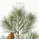 Botanical poster about the pine tree, after an old engraving from 1802
