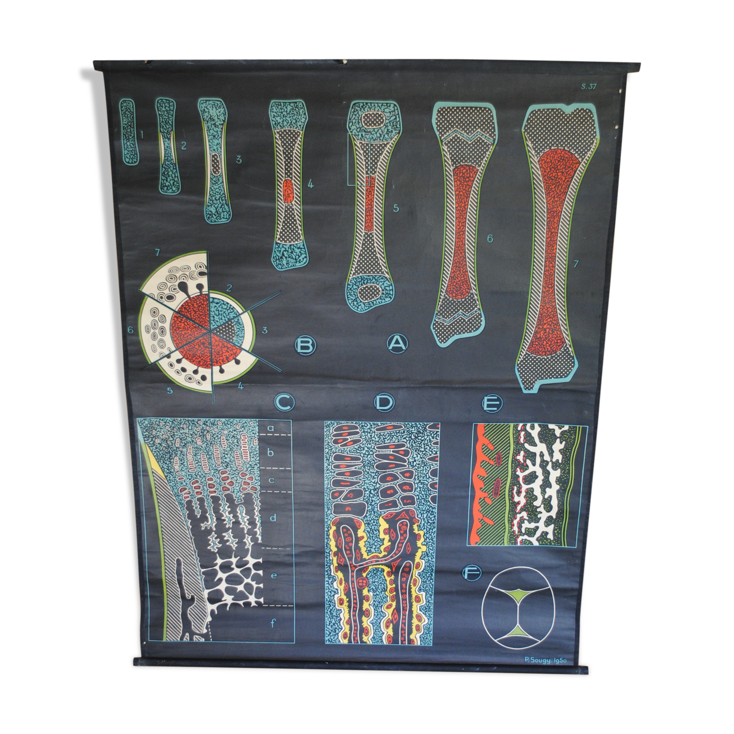 Poster school vintage dr auzoux ossification