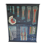 Poster school vintage dr auzoux ossification