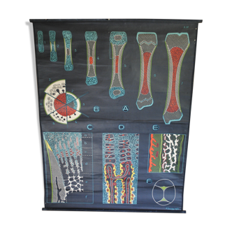 Poster school vintage dr auzoux ossification