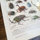 Lithograph on insects from 1928