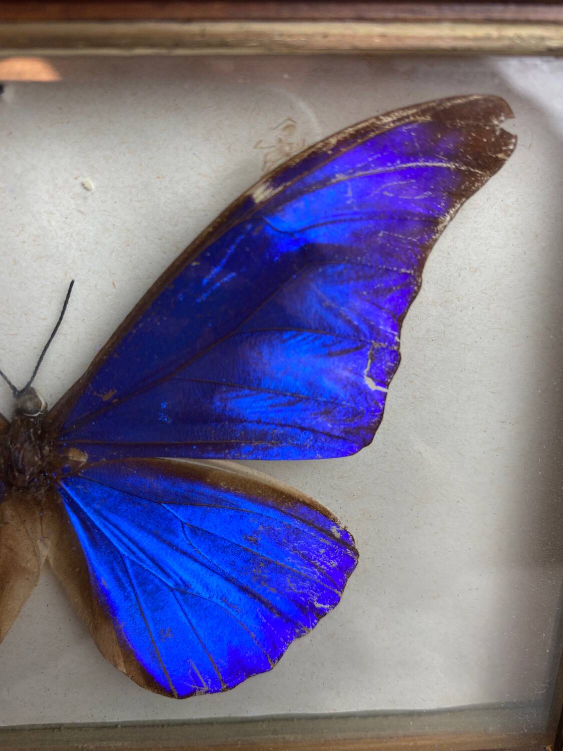 Naturalized butterfly frame under glass