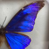 Naturalized butterfly frame under glass