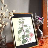 Affiche pharmaceutique encadrée