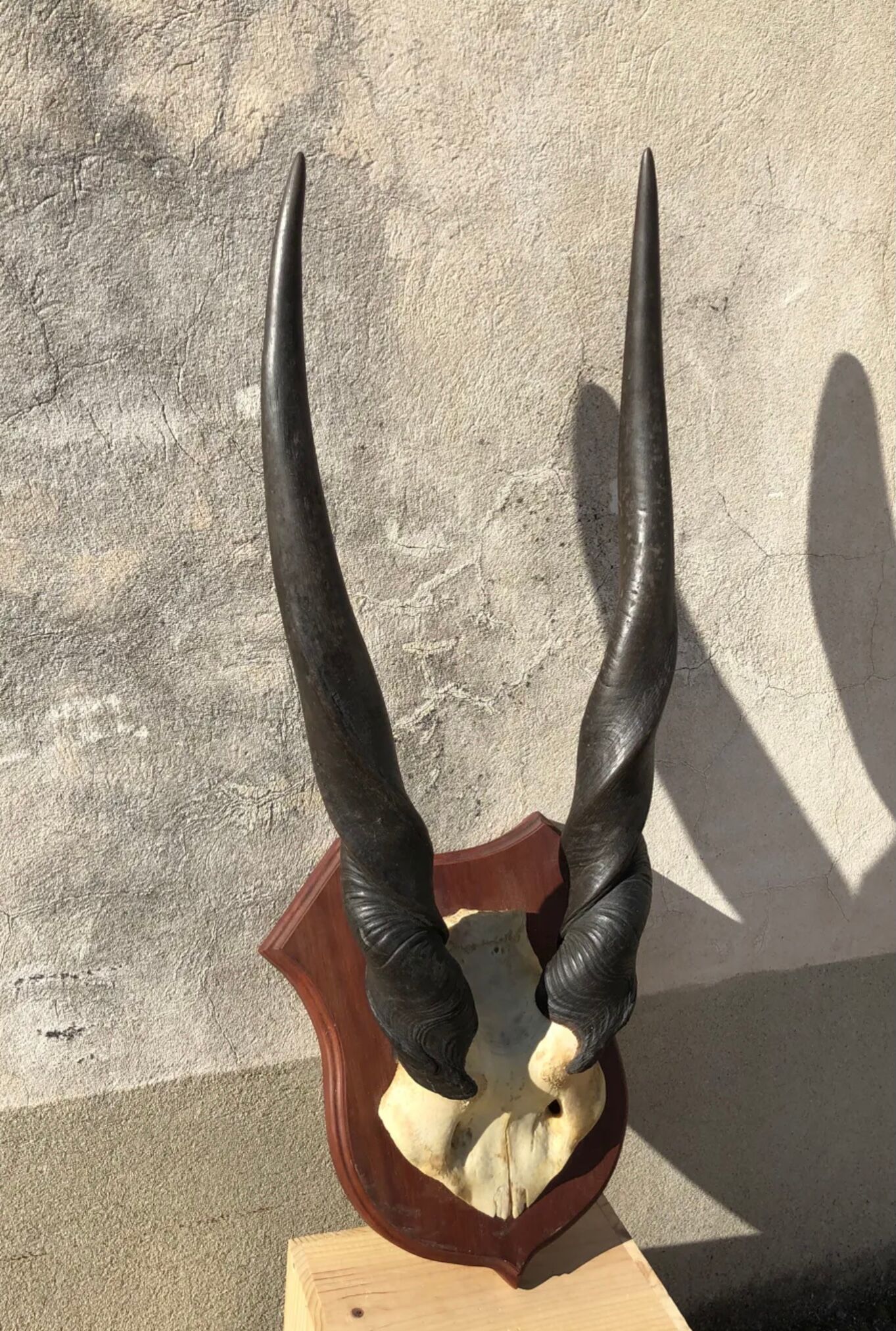 Ancient Grand Koudou Hunting Trophy on Exotic Wooden Base Artric Massacre