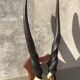 Ancient Grand Koudou Hunting Trophy on Exotic Wooden Base Artric Massacre