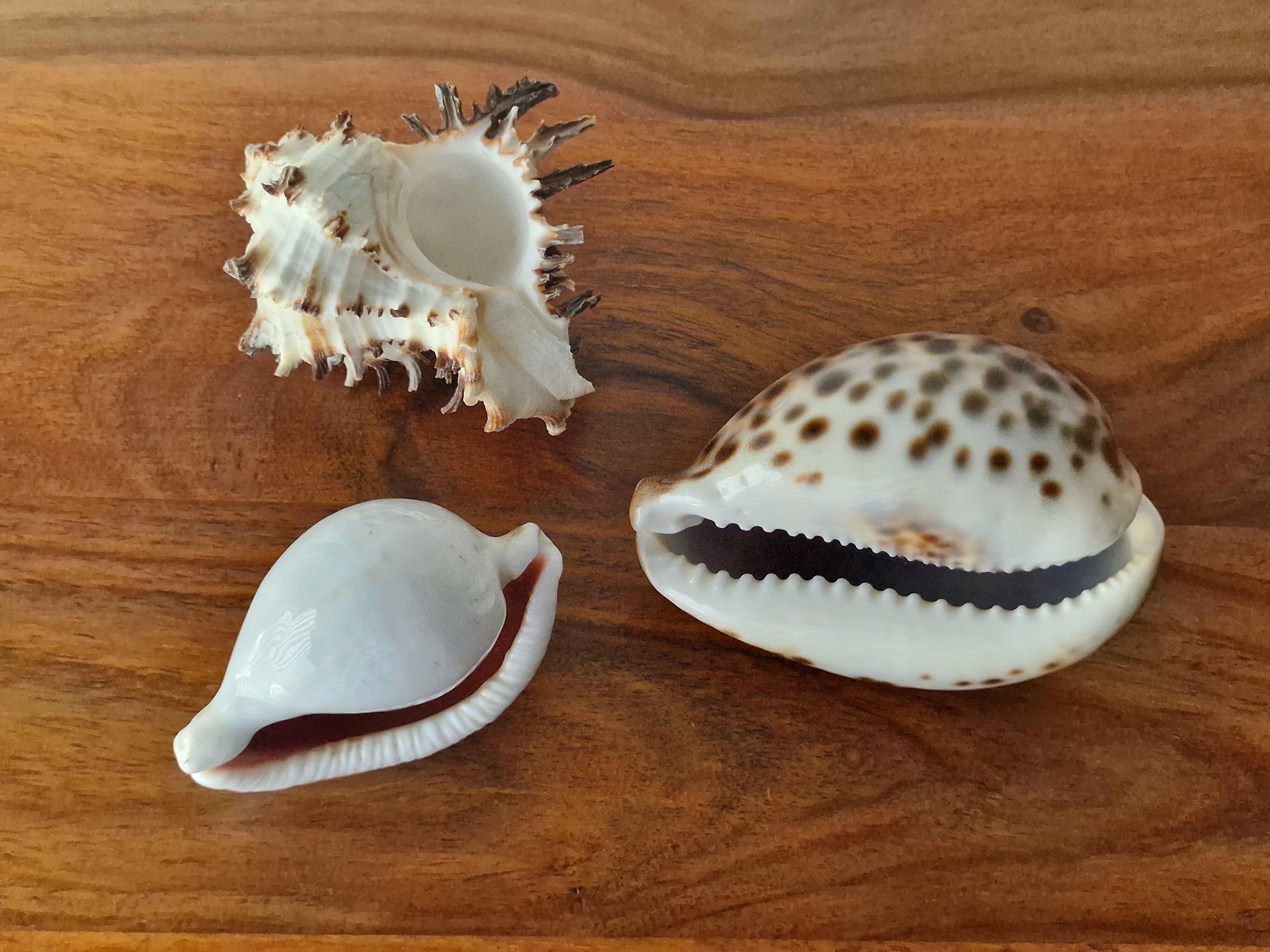 Ancient shell collection