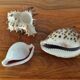 Ancient shell collection