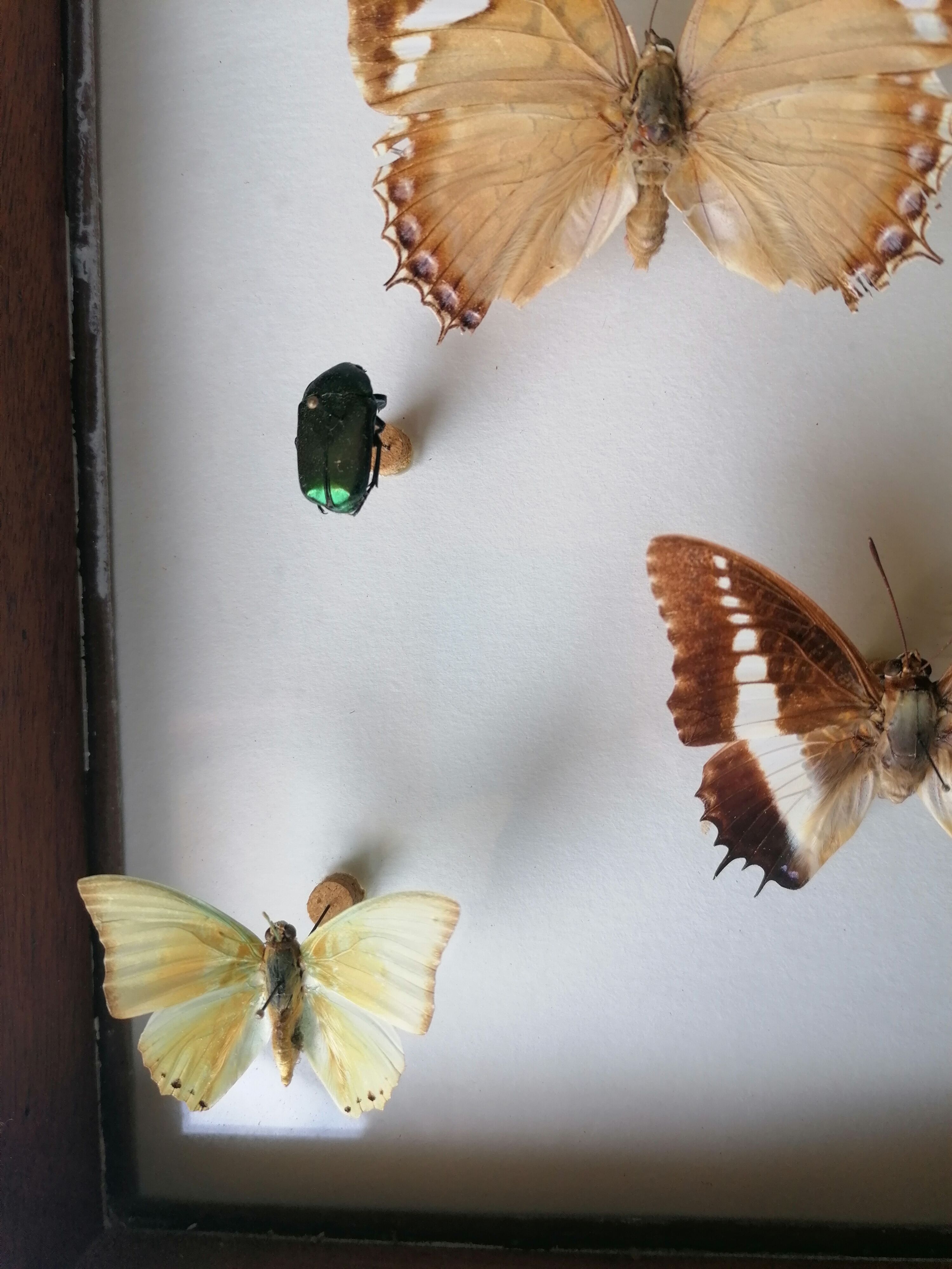 Cadre papillons taxidermie Kenya