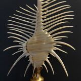 Cabinet of Curiosities shell comb of venus murex triremis on base