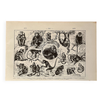 Lithographie sur le singe - 1920