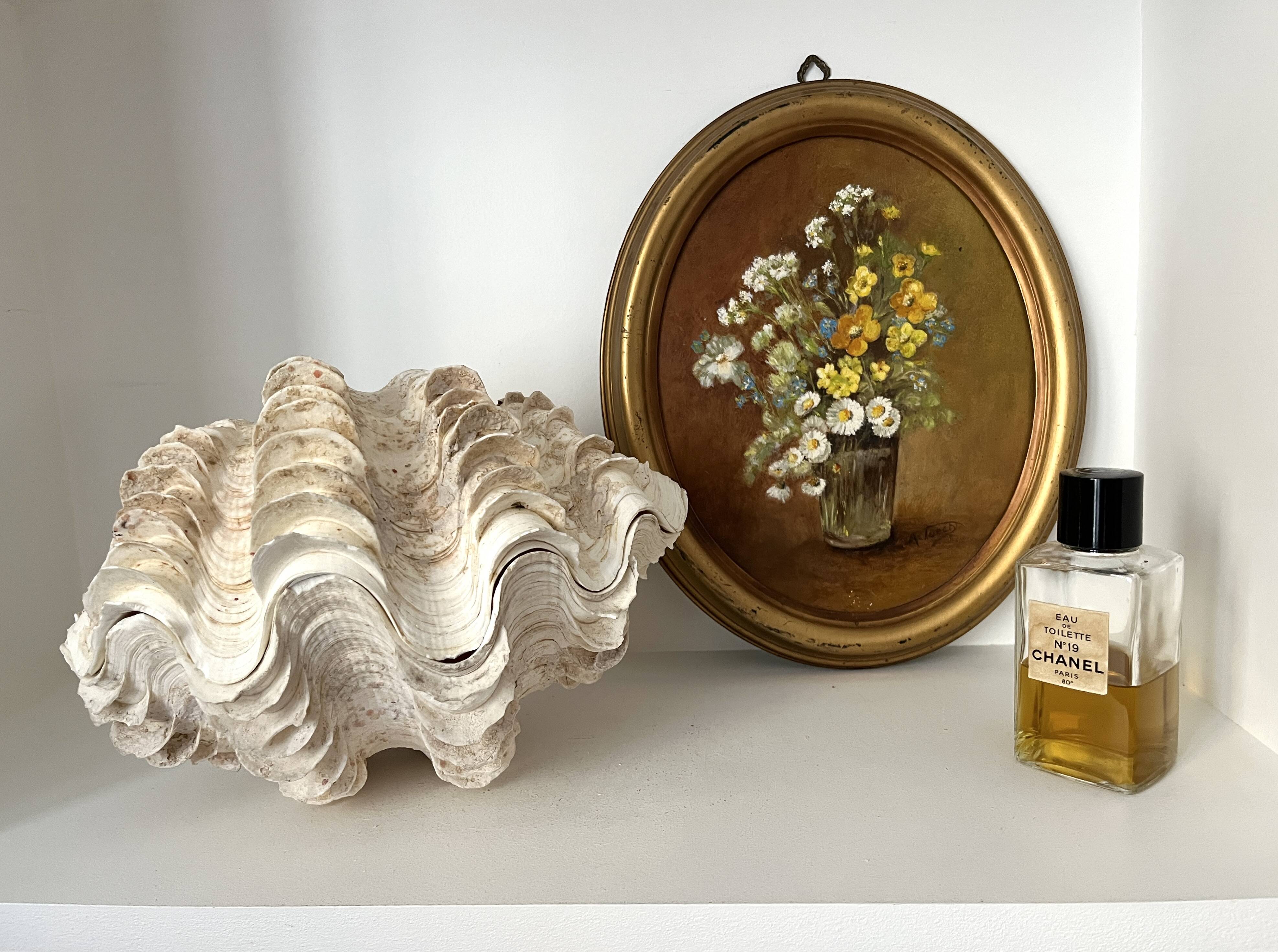 Authentic vintage giant bivalve shell, tridacna gigas shell.