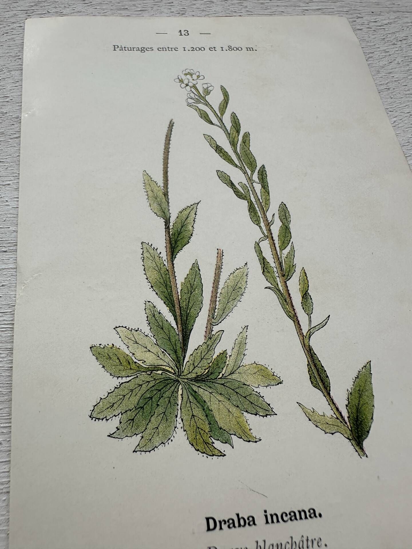 Botanical Plate 1800 Old Naturalist Engraving 19th Century Double-Sided