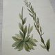 Botanical Plate 1800 Old Naturalist Engraving 19th Century Double-Sided