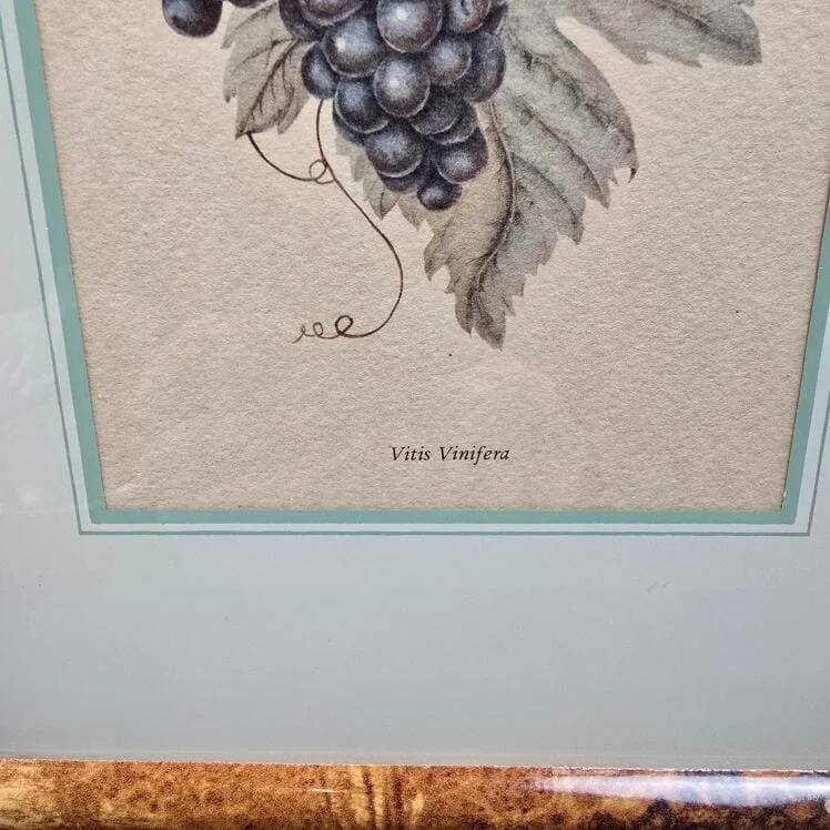 Cadre botanique Vitis Vinifera – Créastyl France