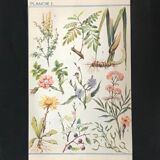Original plate n1 of flowers from 1938