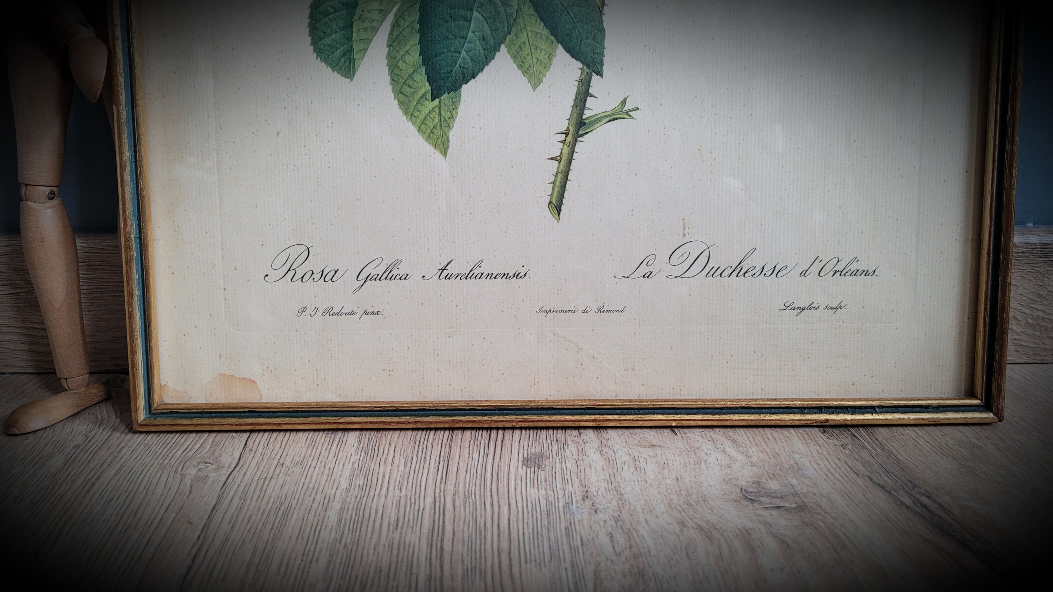 Litho Rosier Duchesse Orléans