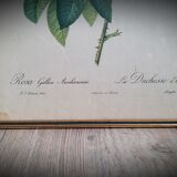 Litho Rosier Duchesse Orléans