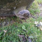 Old winery, gardener, ponne