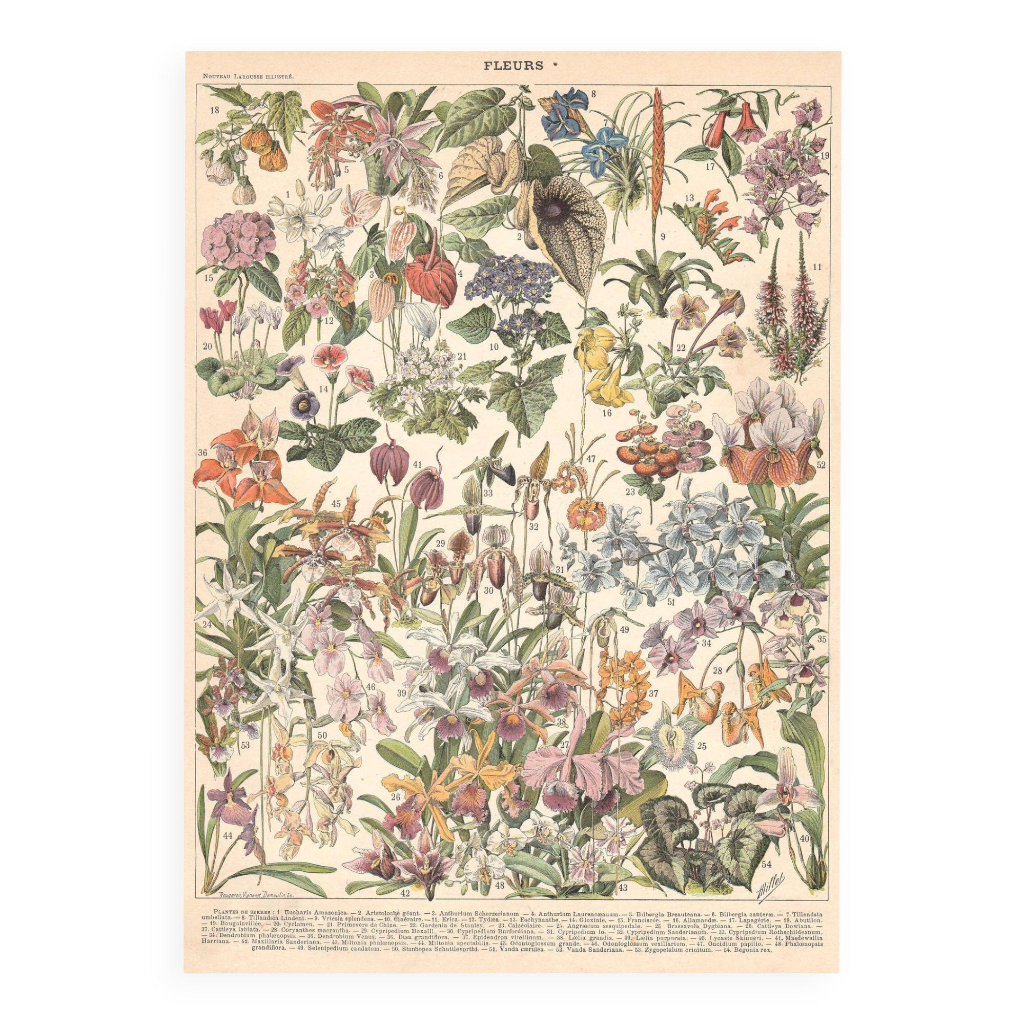 Old plate on greenhouse flowers and plants 1897