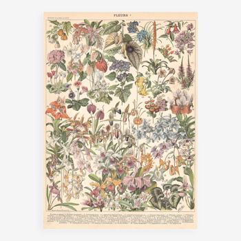 Planche ancienne sur les fleurs et plantes de serres 1897