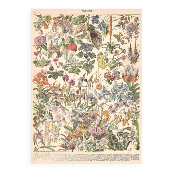 Planche ancienne sur les fleurs et plantes de serres 1897 — Beyit