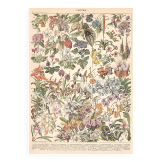 Planche ancienne sur les fleurs et plantes de serres 1897