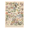 Planche ancienne sur les fleurs et plantes de serres 1897