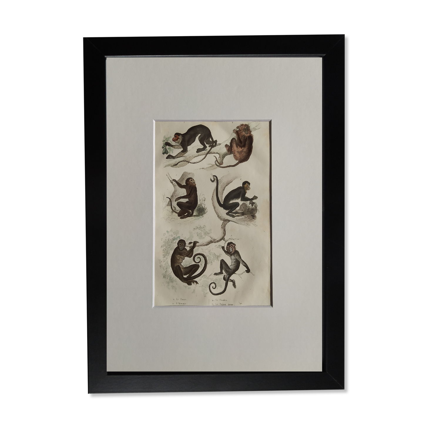 Planche zoologique originale " Doue - Alouate - Ouarine - &c... " Buffon 1836