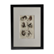 Planche zoologique originale " Doue - Alouate - Ouarine - &c... " Buffon 1836
