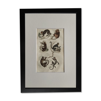 Original zoological plate " Doue - Alouate - Ouarine - &c... " Buffon (1836)