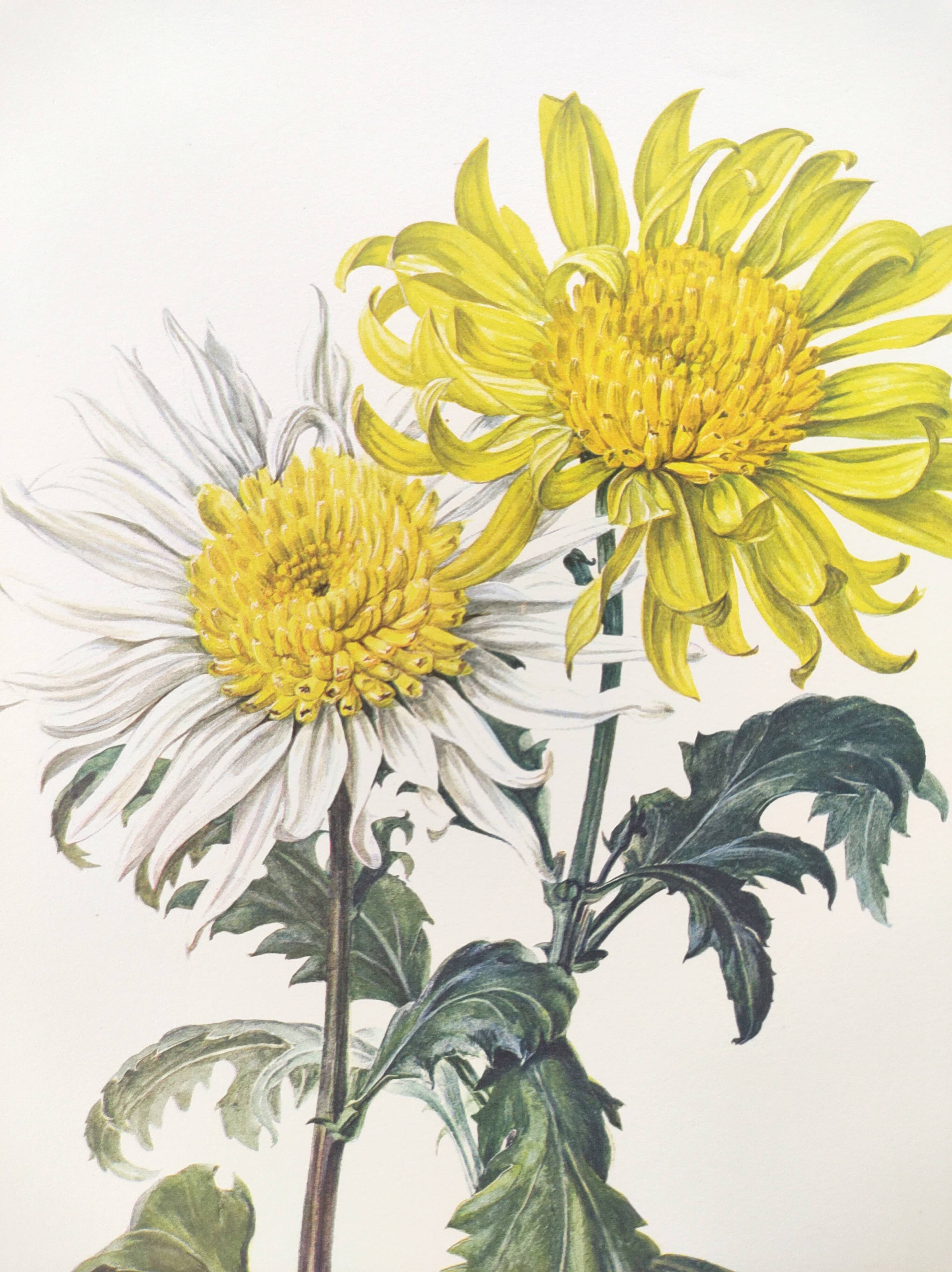 Vintage botanical plate from 1962 - Honeycomb Chrysanthemum - Plant engraving - Watercolor M.Rollinat