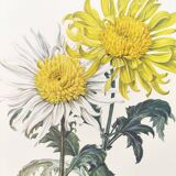 Vintage botanical plate from 1962 - Honeycomb Chrysanthemum - Plant engraving - Watercolor M.Rollinat