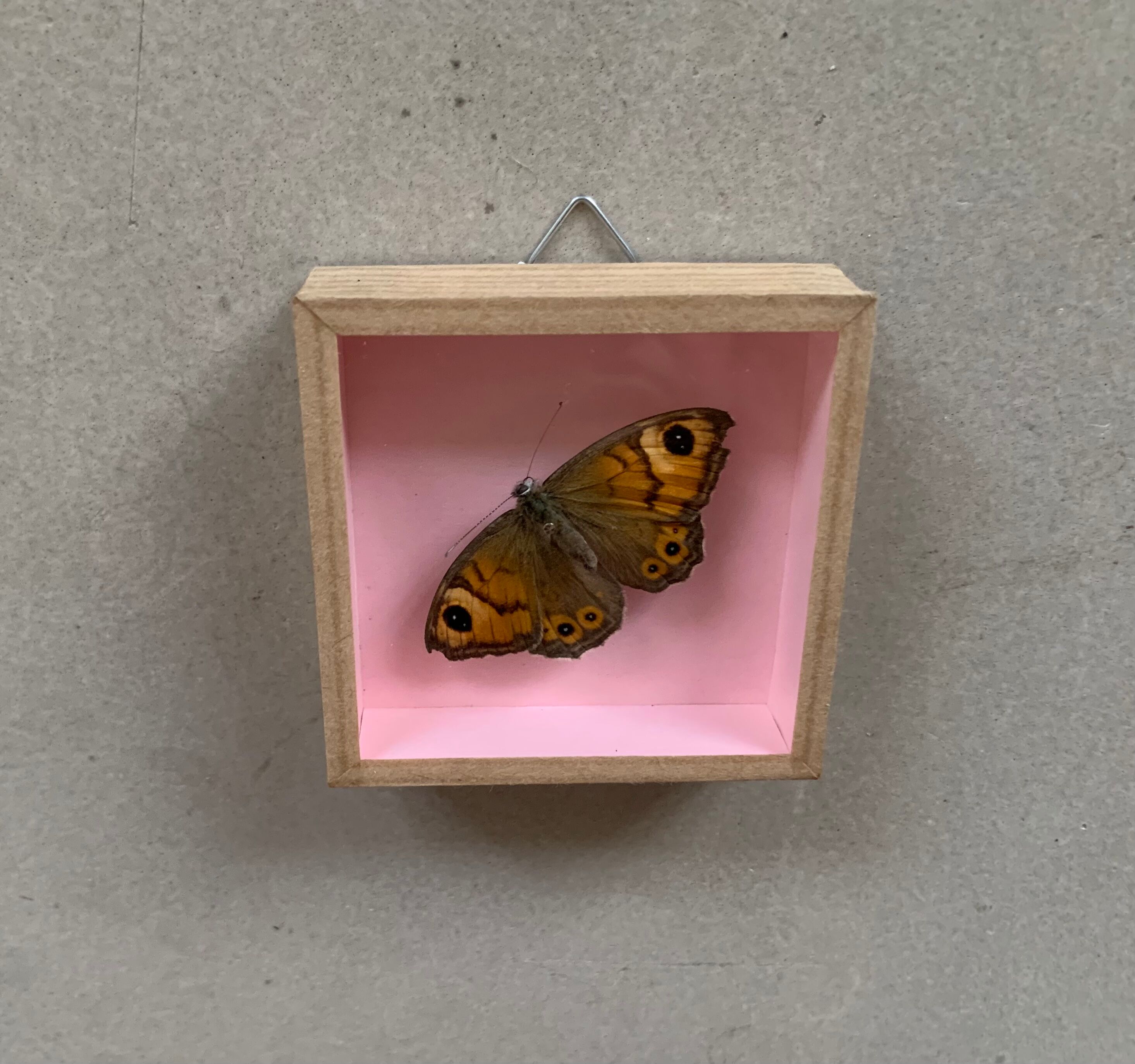 Butterfly naturalized under glass