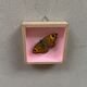 Butterfly naturalized under glass