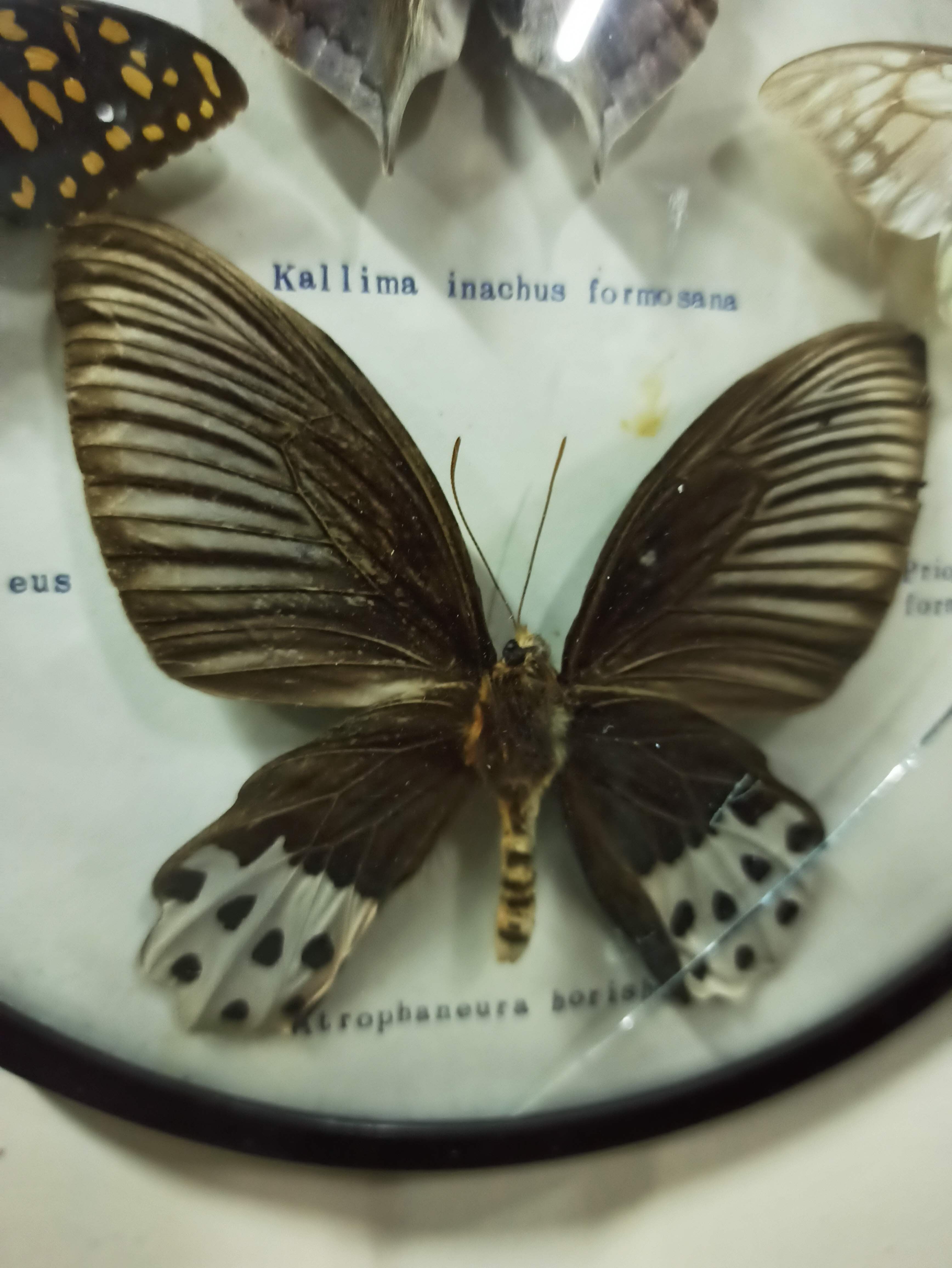 Cadre rond verre sorcière papillons taxidermie