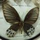 Cadre rond verre sorcière papillons taxidermie