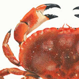"Billie", the crab, art print 21/29.7 cm