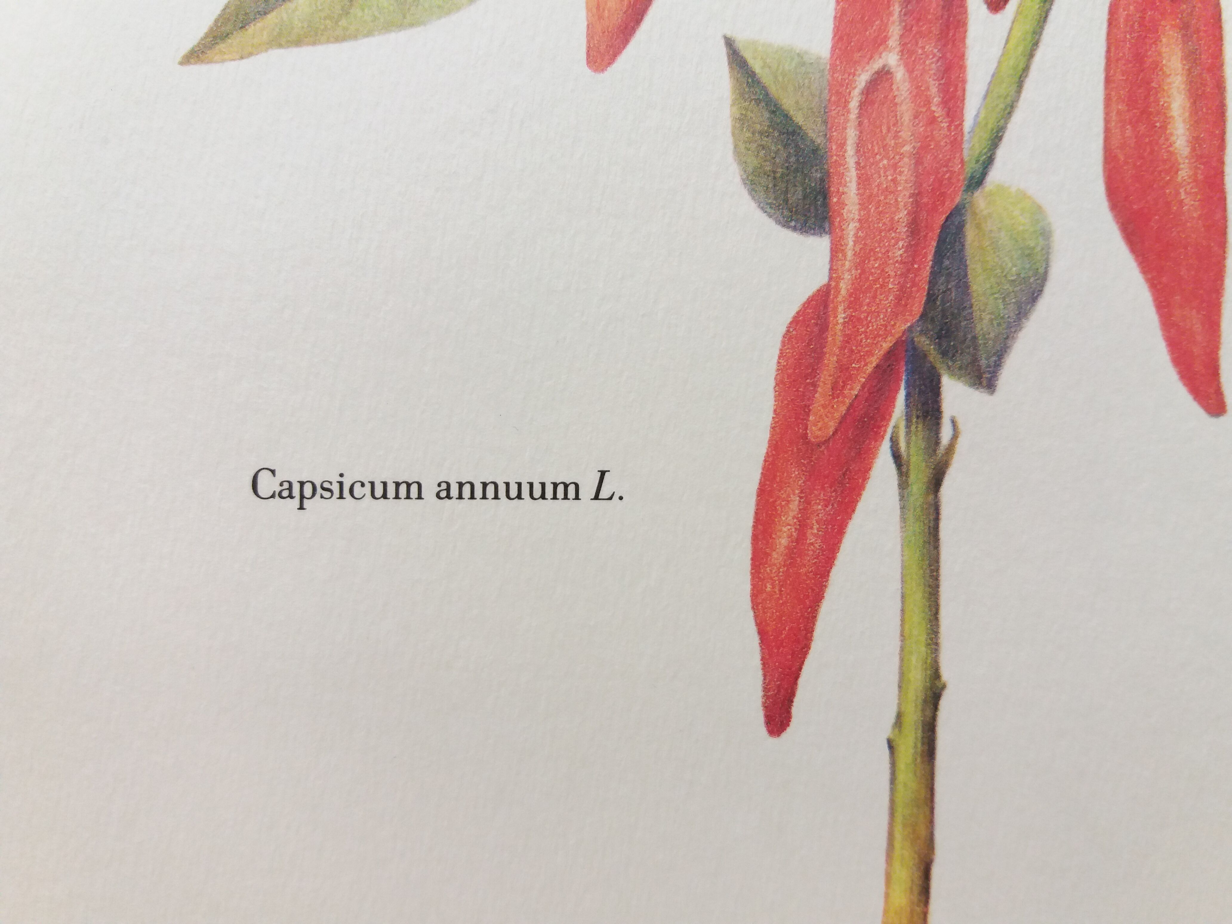 Sweet Pepper Botanical Plank