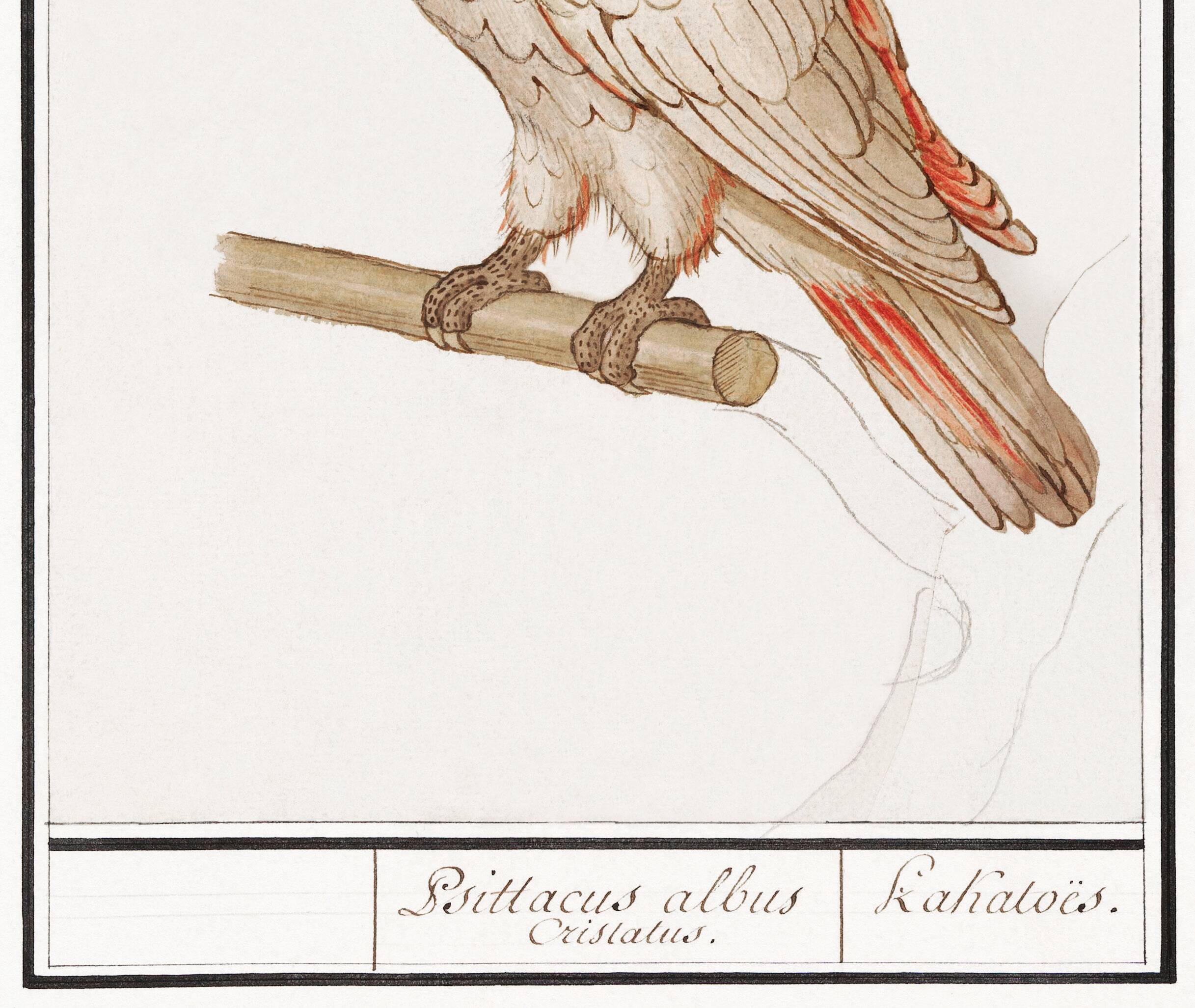 Small poster on the "Crested Cockatoo", after an old engraving