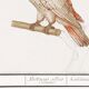 Small poster on the "Crested Cockatoo", after an old engraving