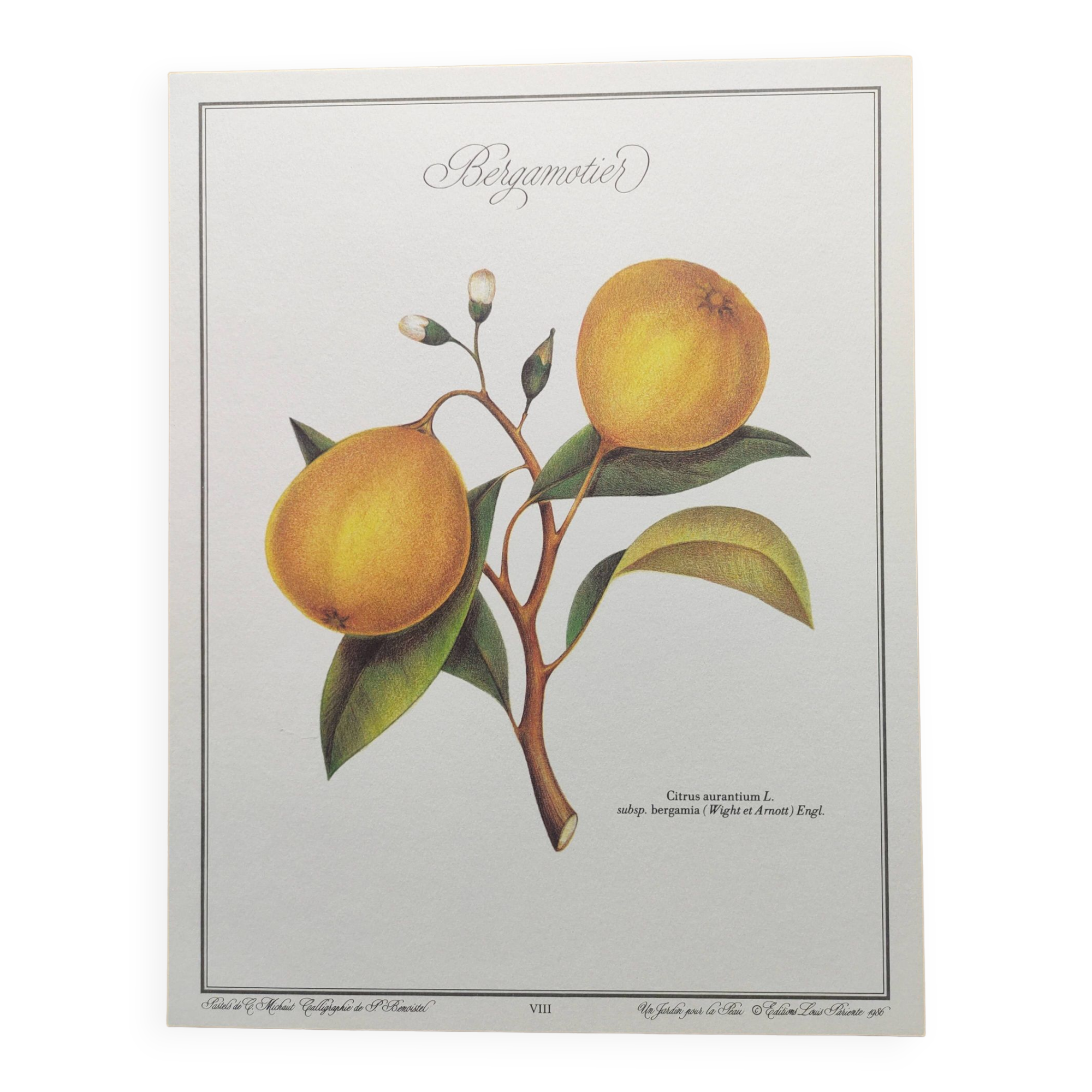 Gravure d'agrume bergamotier illustration de citrus bergamia