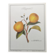 Gravure d'agrume bergamotier illustration de citrus bergamia