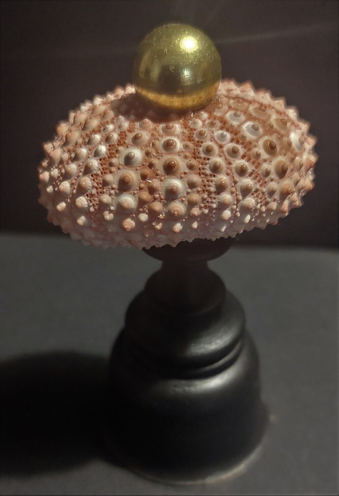 Cabinet of Curiosities sea urchin paracentrotus lividus on pedestal