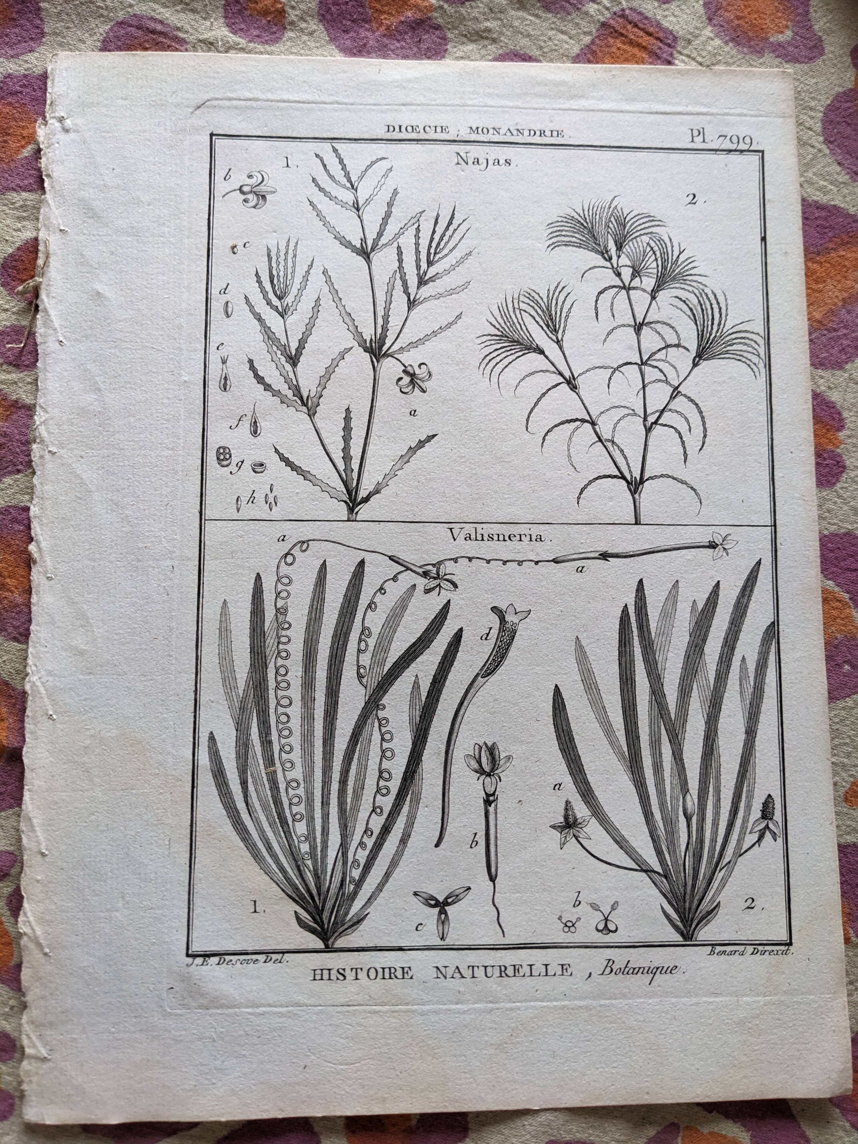 Stamped vintage botanical engraving plate natural history flowers