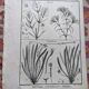 Stamped vintage botanical engraving plate natural history flowers