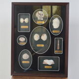 Shell display case