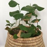 Straw basket