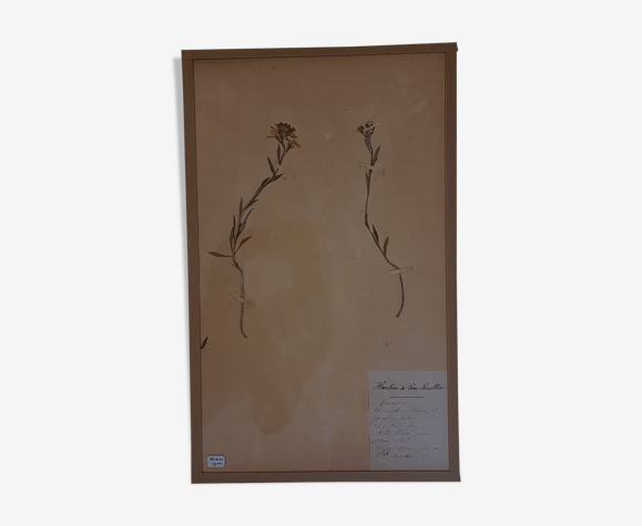 Planche d'herbier 19ème